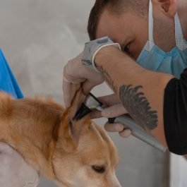 Vet Otoscope